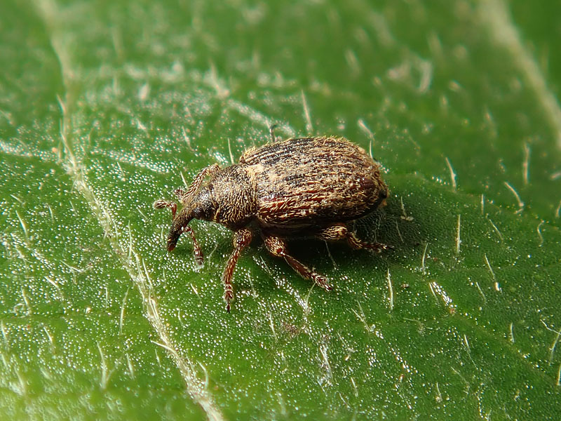 Curculionidae: Gymnetron ?